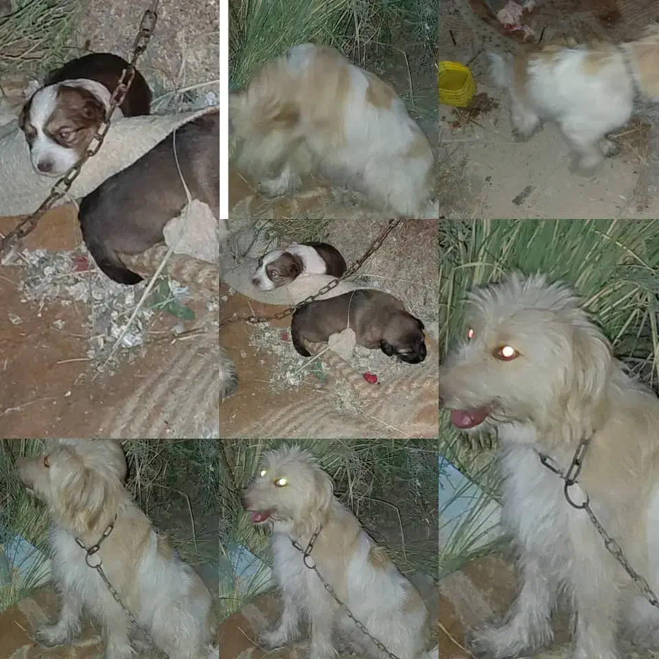 سگ پشمالو|سگ|خرمشهر, |دیوار