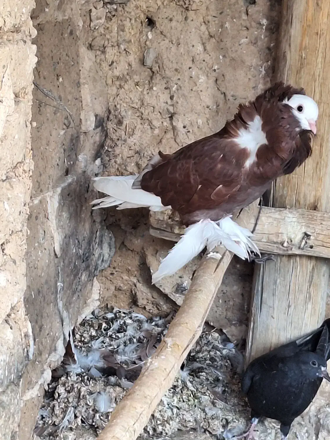 کبوتر شامپیون|پرنده|جرقویه, |دیوار