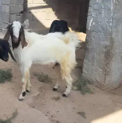 بز نر|حیوانات مزرعه|بندر دیر, |دیوار