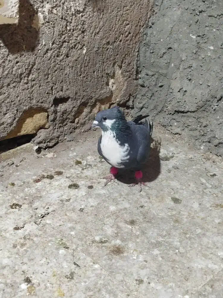 کفترسیاه سیندق|پرنده|رفسنجان, |دیوار