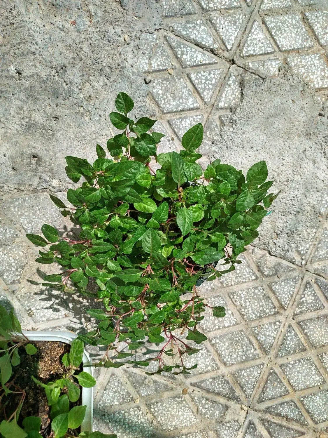 گل طبیعی|گل و گیاه طبیعی|تایباد, |دیوار