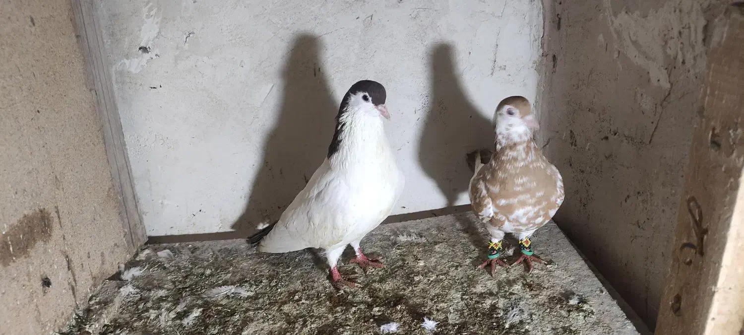 کبوتر. کفتر ساده|پرنده|تربت جام, شهرک آزادگان|دیوار