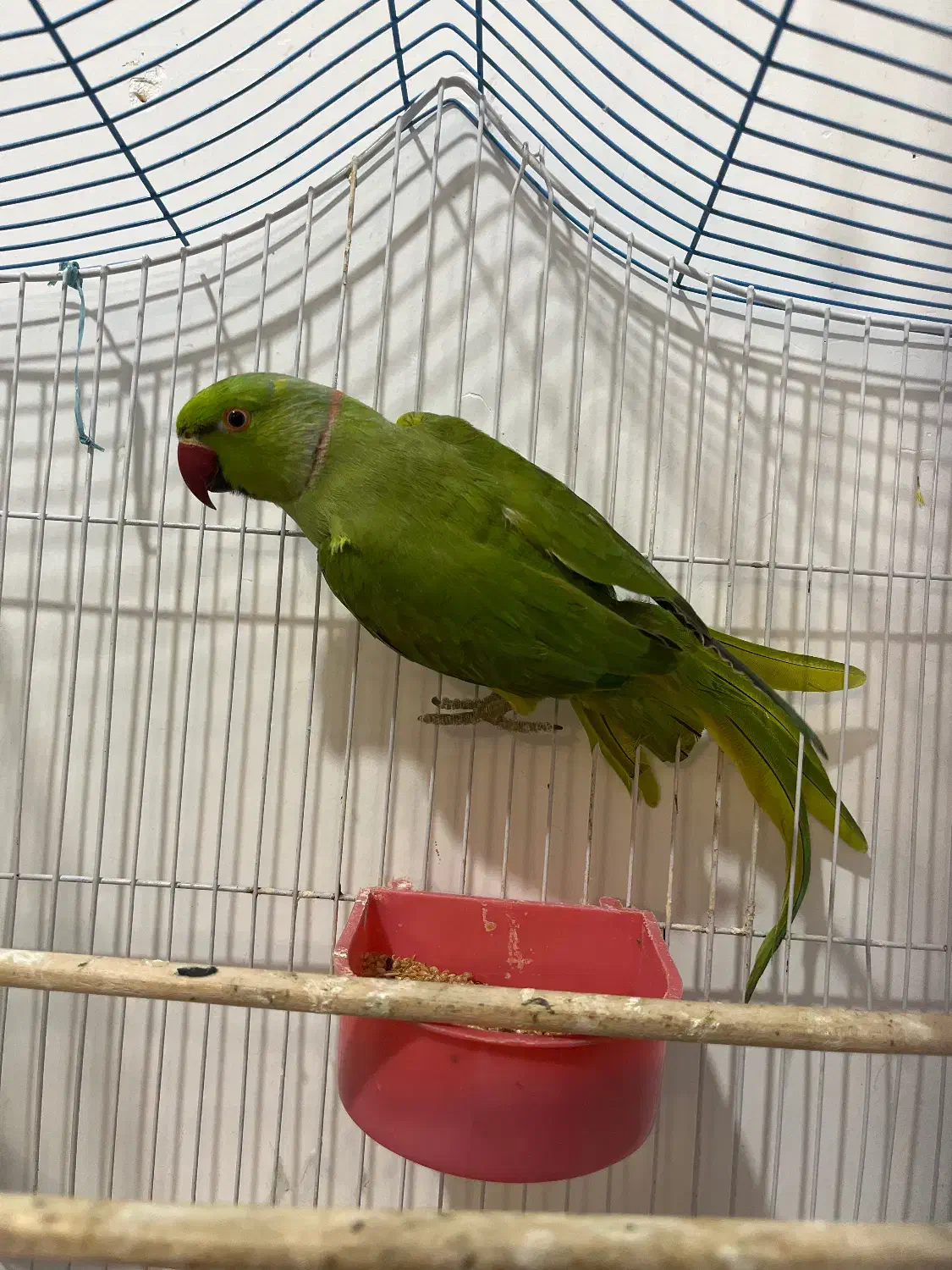 طوطی|پرنده|آستانه اشرفیه, |دیوار