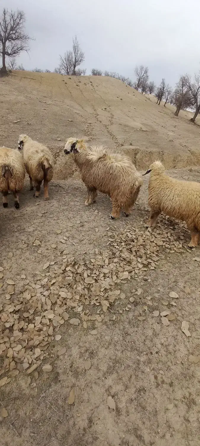 میش|حیوانات مزرعه|چاروسا, |دیوار