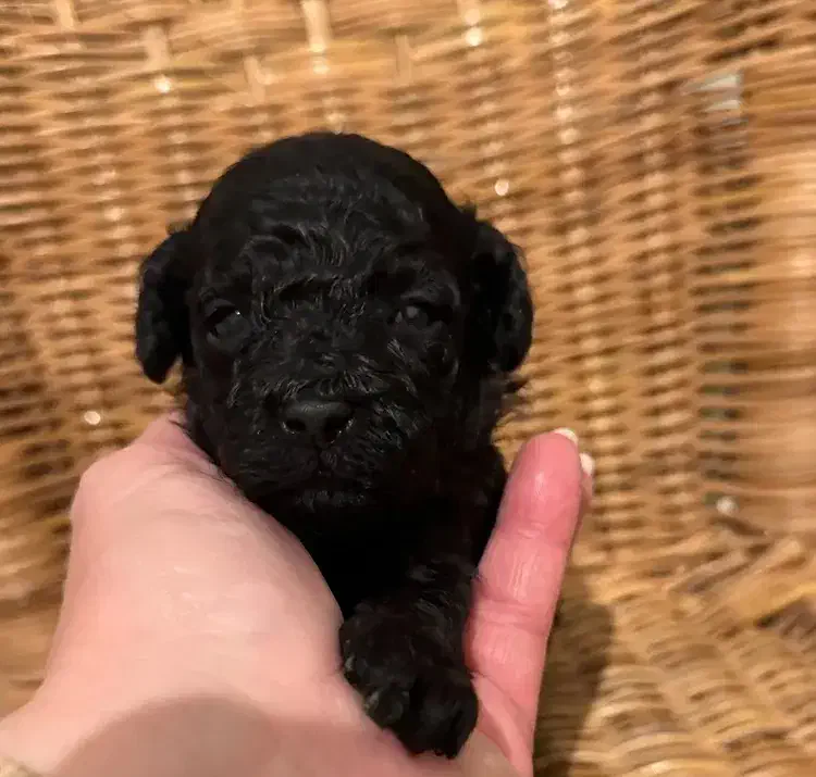 پودل|سگ|تهران, پاسداران|دیوار