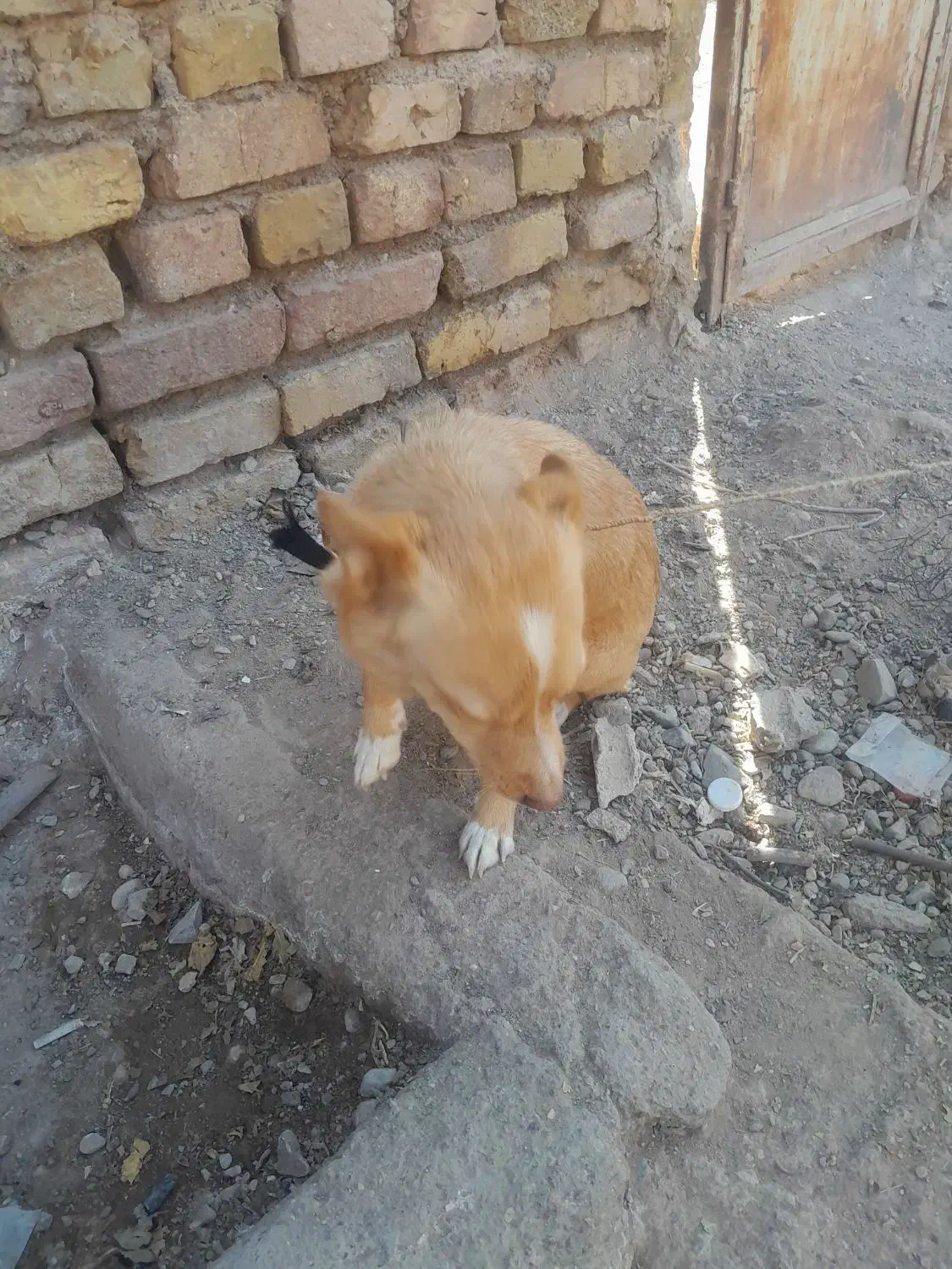 حیوان|سگ|رفسنجان, |دیوار