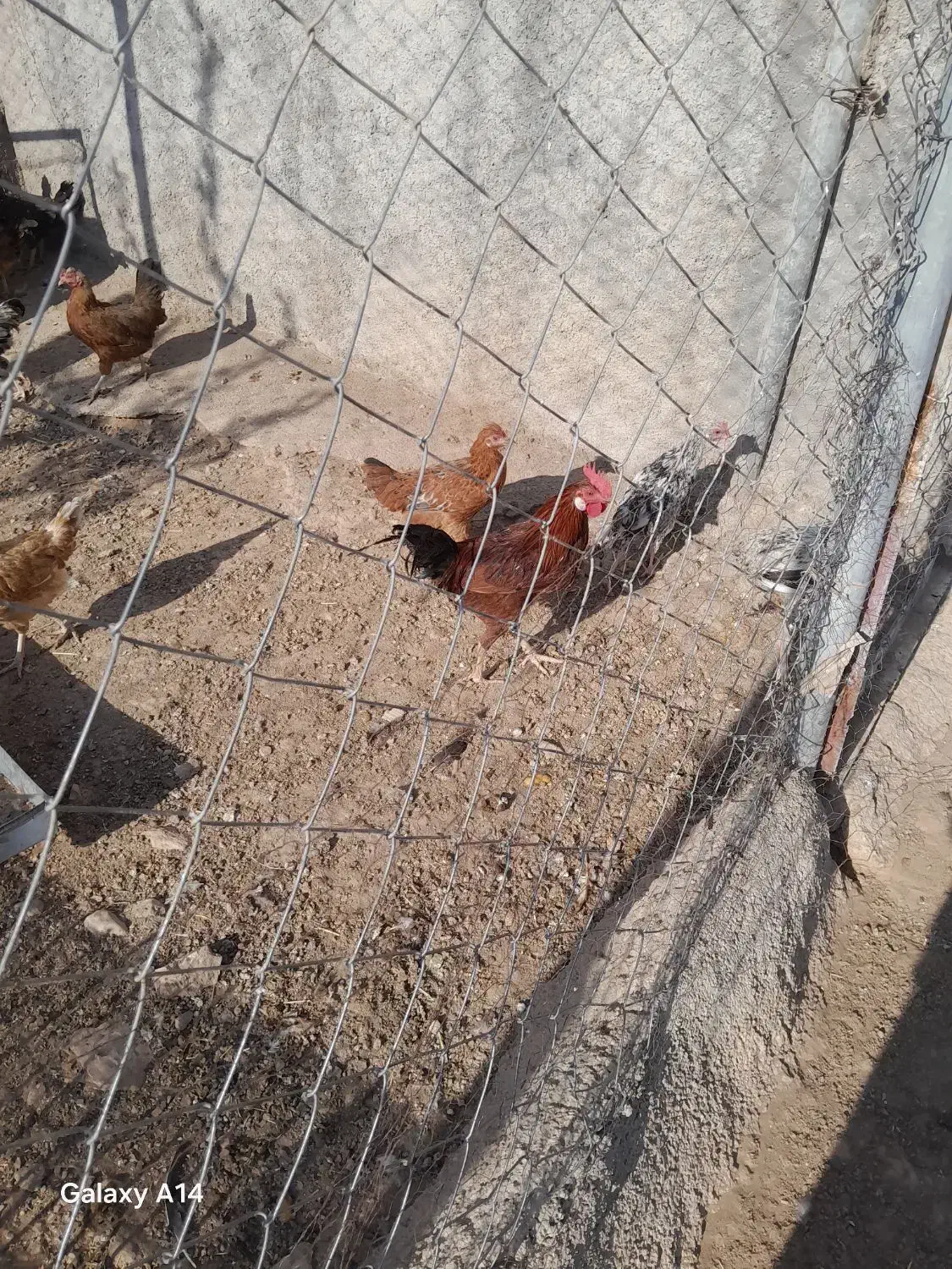 خروس و مرغ فروشی|حیوانات مزرعه|سرپل ذهاب, |دیوار