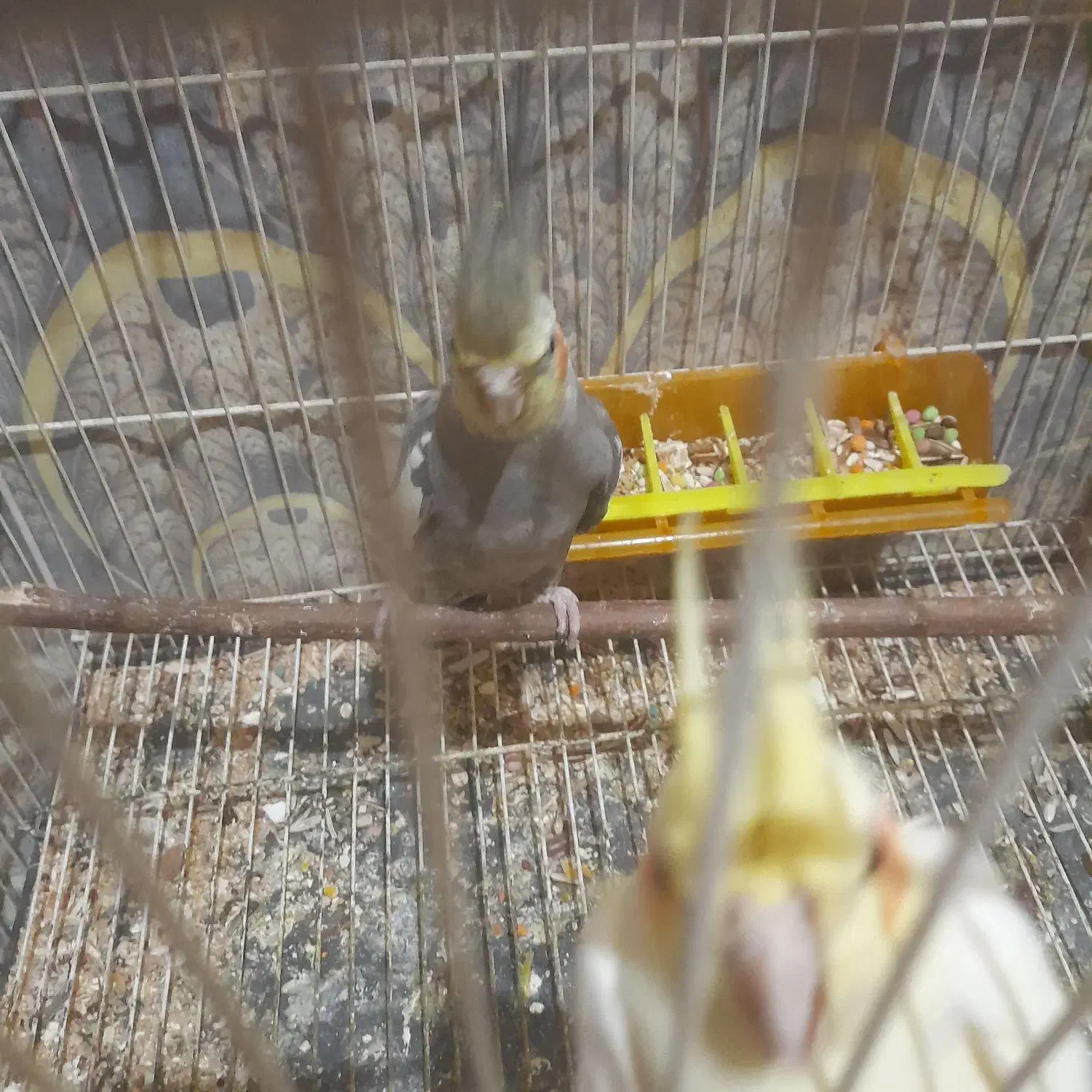 سلام یه جفت عروس بادوتا جوجه|پرنده|مشهد, کشف|دیوار