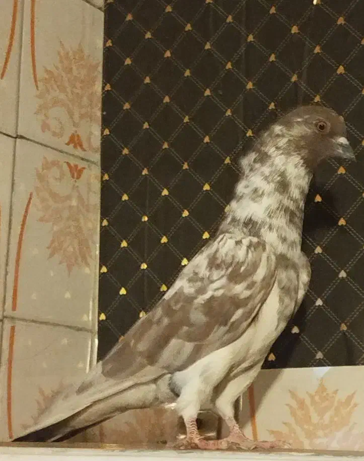 طوقی سیاه/سوسکی|پرنده|شیراز, لب آب|دیوار