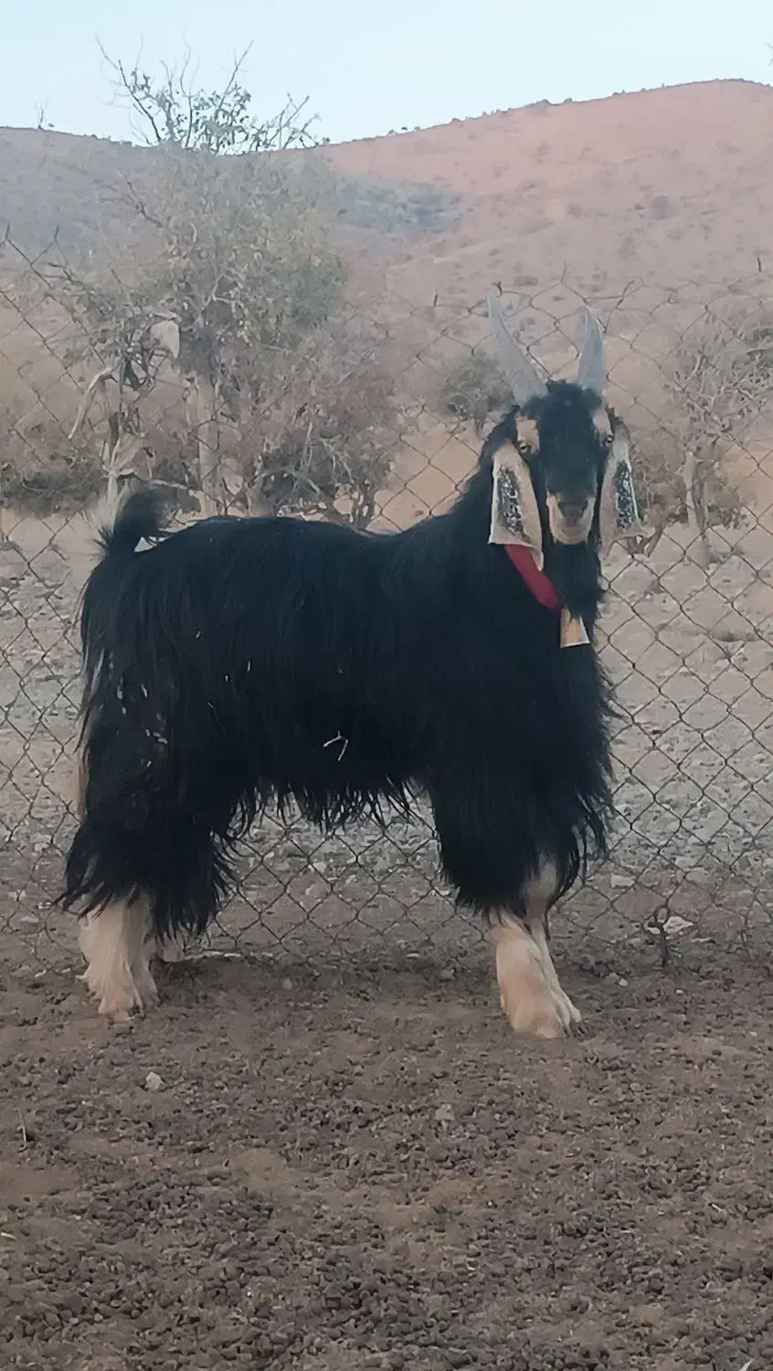 یک راس دبر ترکی اصل روزگاری. همه چی تموم.|حیوانات مزرعه|شیراز, ابیوردی|دیوار