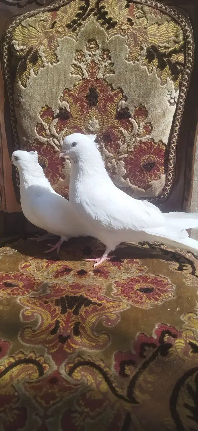سفید اراکی اصیل|پرنده|شیراز, عادل آباد|دیوار