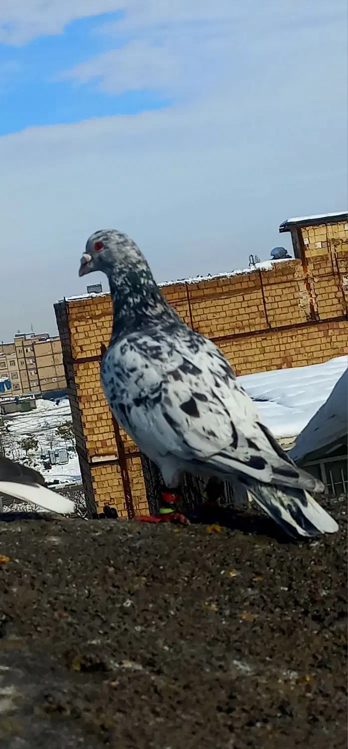 کفتر بوم سرور کله ساده|پرنده|مشهد, ایثارگران|دیوار