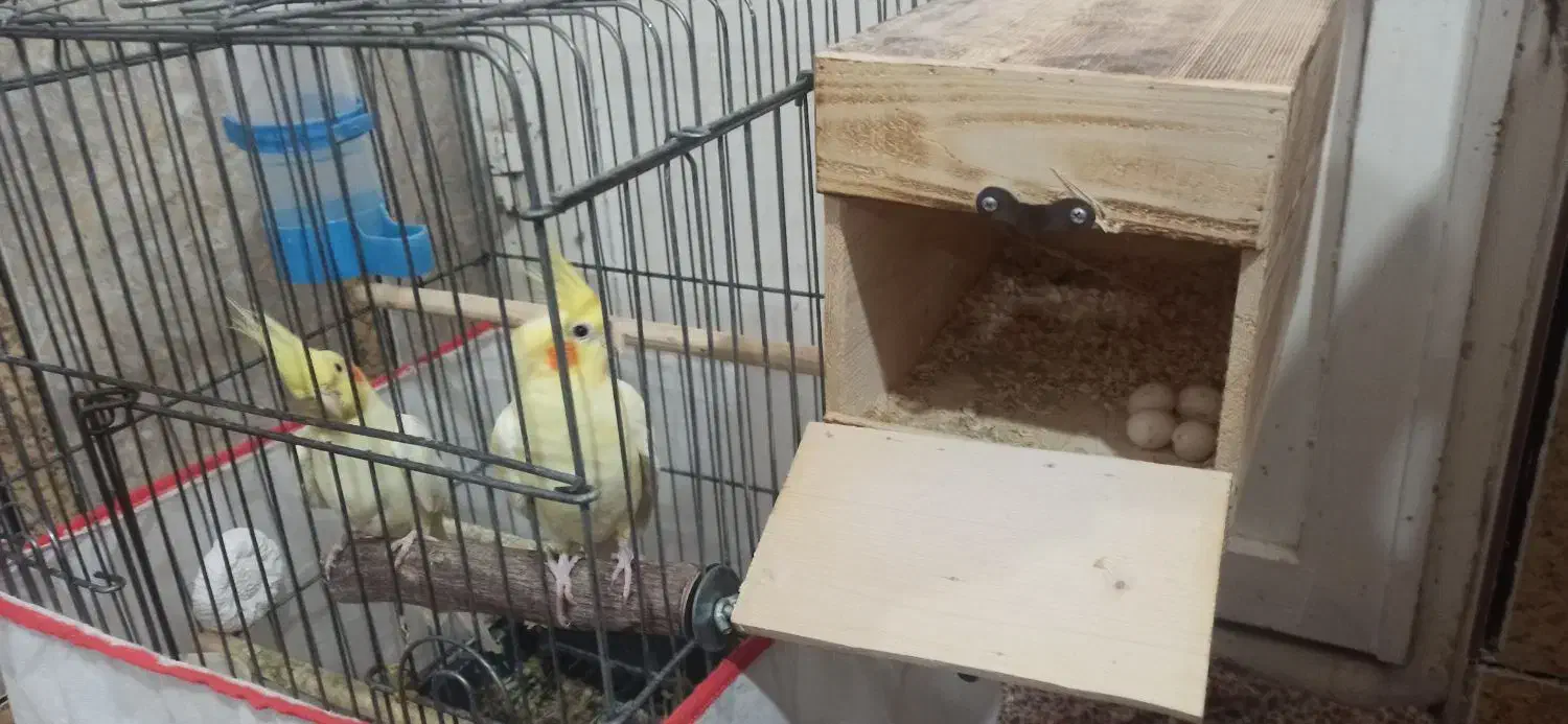 عروس هلندی لوتینو مولد|پرنده|بندرلنگه, |دیوار