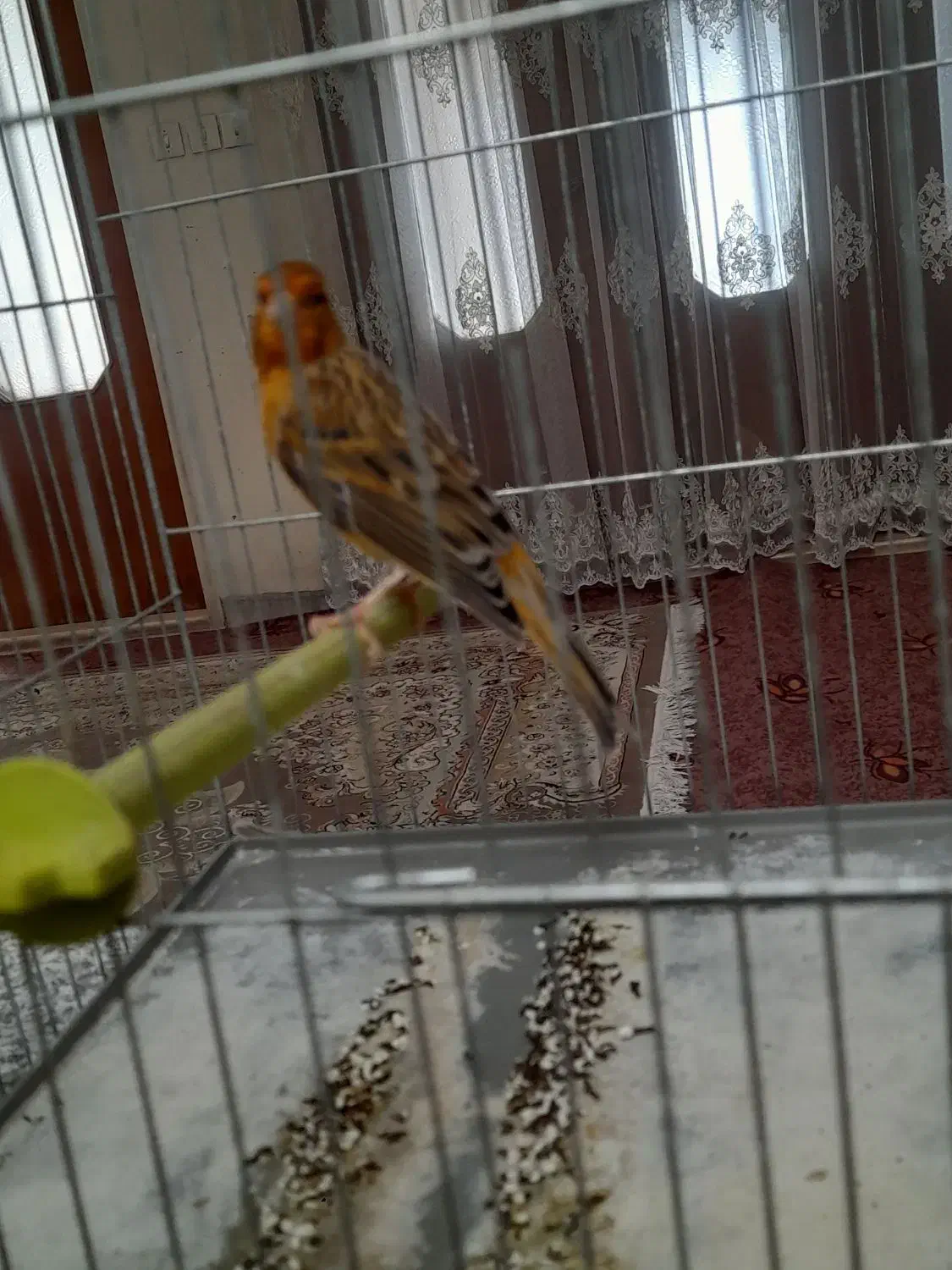 قناری نر شل سفت|پرنده|شاهین‌شهر, گزبرخوار|دیوار