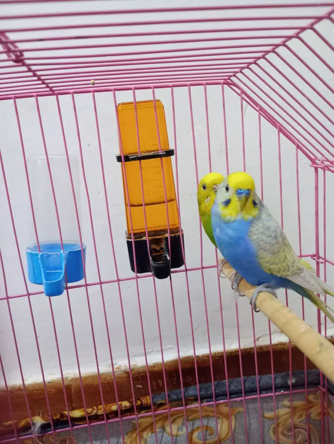 مرغ عشق|پرنده|اندیمشک, |دیوار