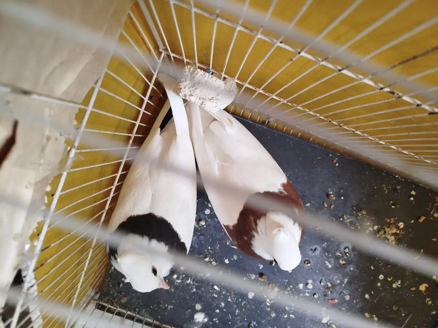 یه جفت طوقی کاکلی هردو با هم ۴۵۰|پرنده|سبزوار, امیر کبیر|دیوار