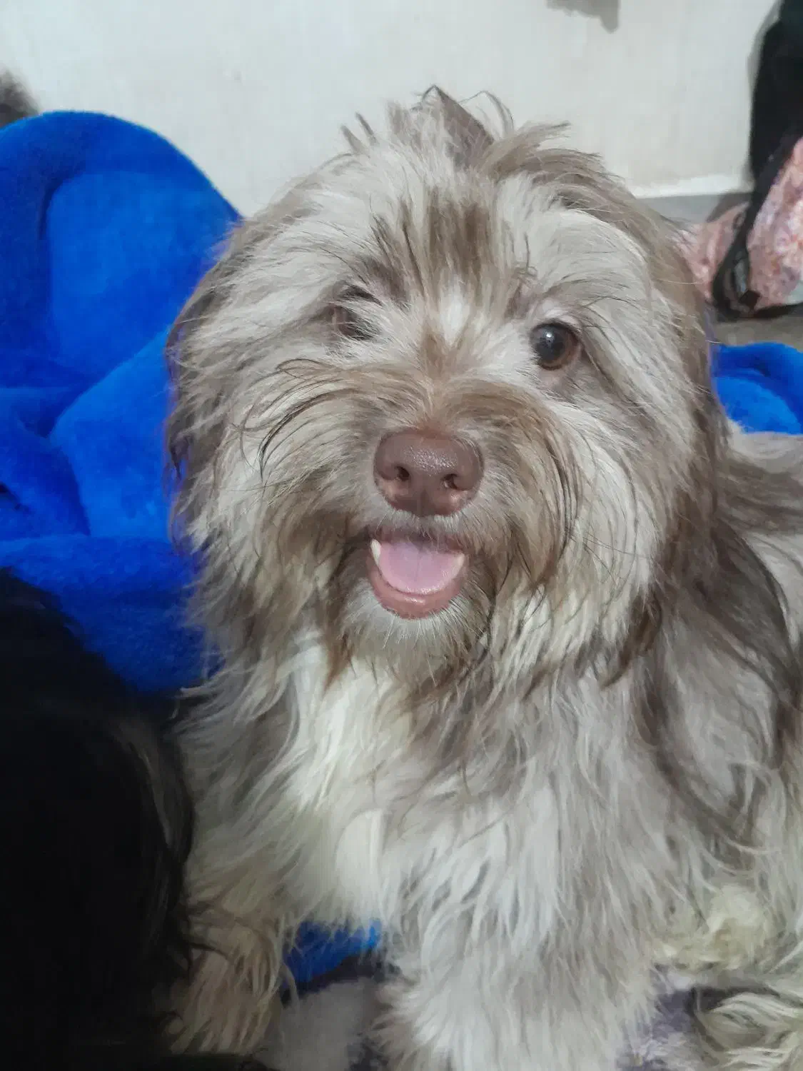 سگ شیتزو|سگ|بندر ماهشهر, |دیوار