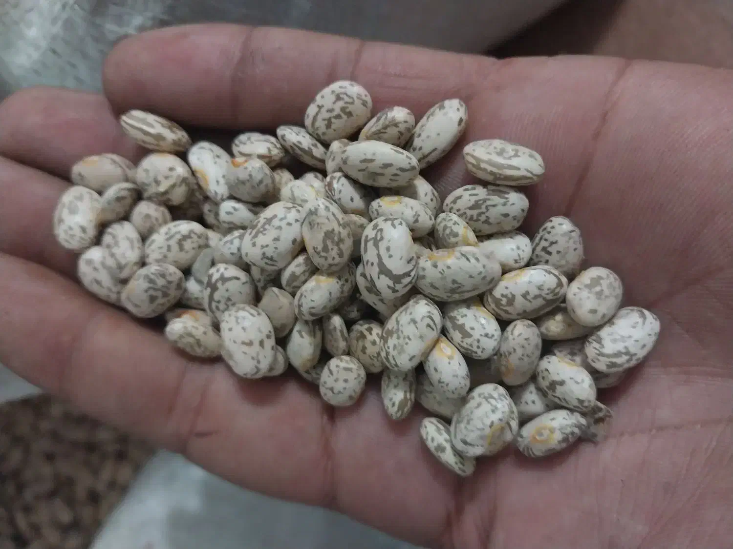 لوبیا چیتی درجه یک|خوردنی و آشامیدنی|دزفول, |دیوار