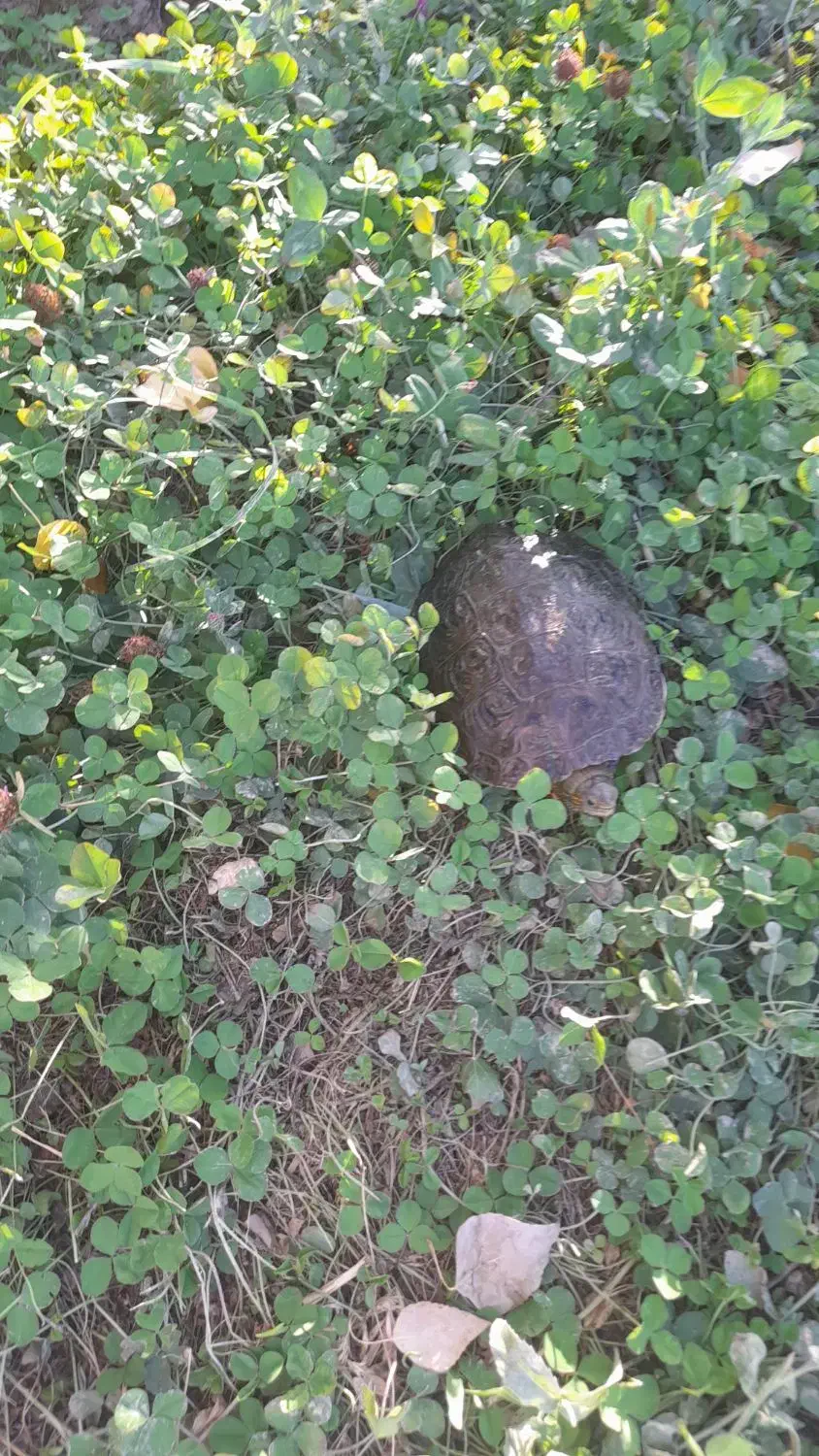 فروش یونجه شلمزار|خدمات باغبانی و درختکاری|شهرکرد, |دیوار