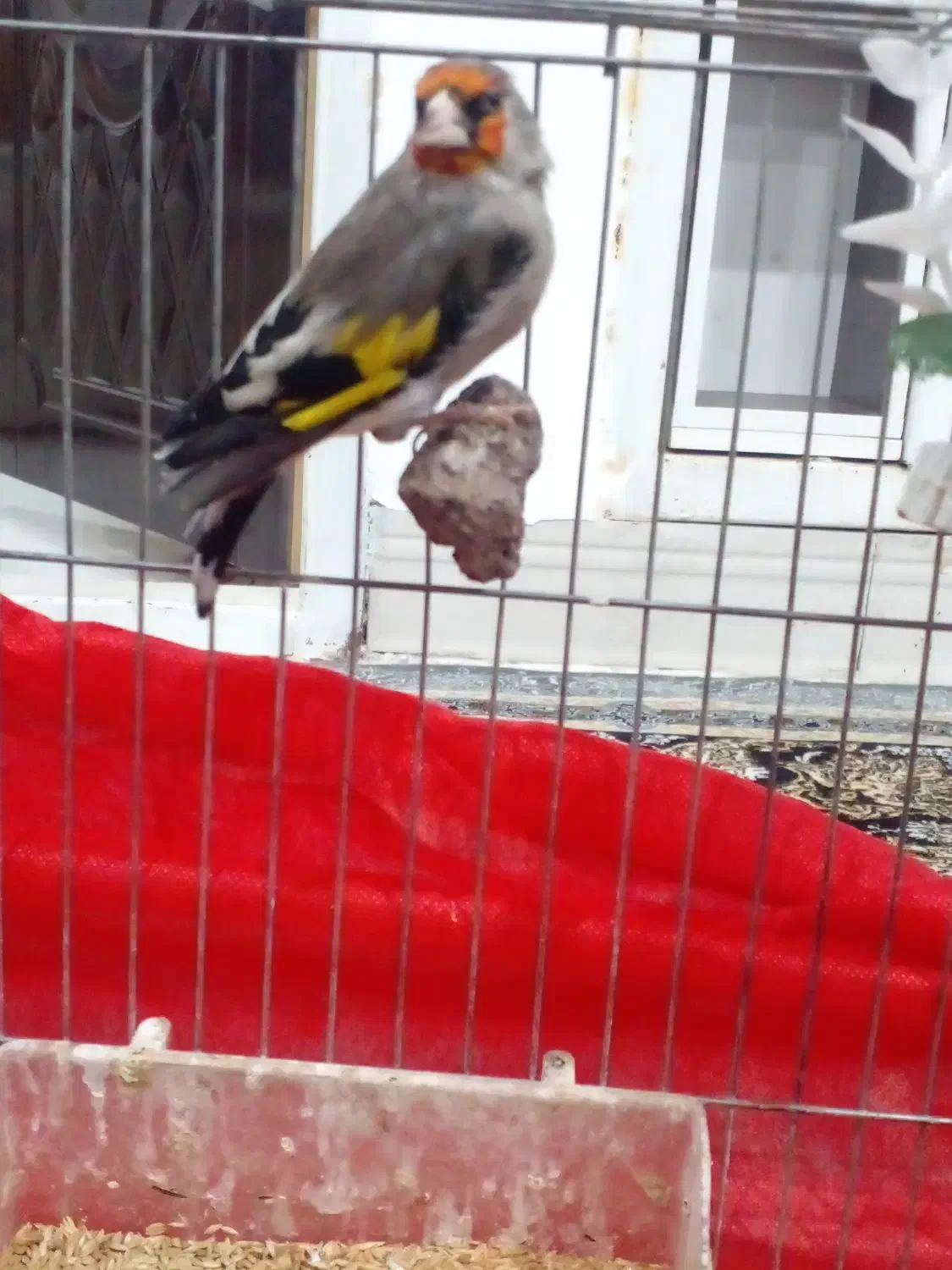 سره نر دهبکری مست|پرنده|بم, |دیوار