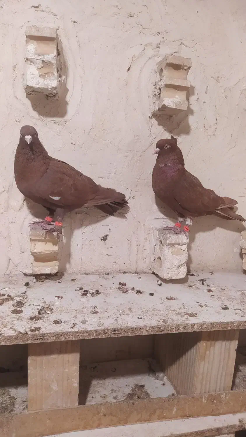 کبوتر|پرنده|فشاپویه, |دیوار