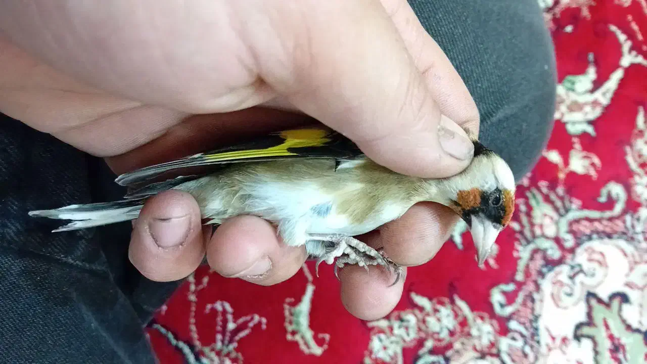 سهره نر و ماده|پرنده|تبریز, |دیوار