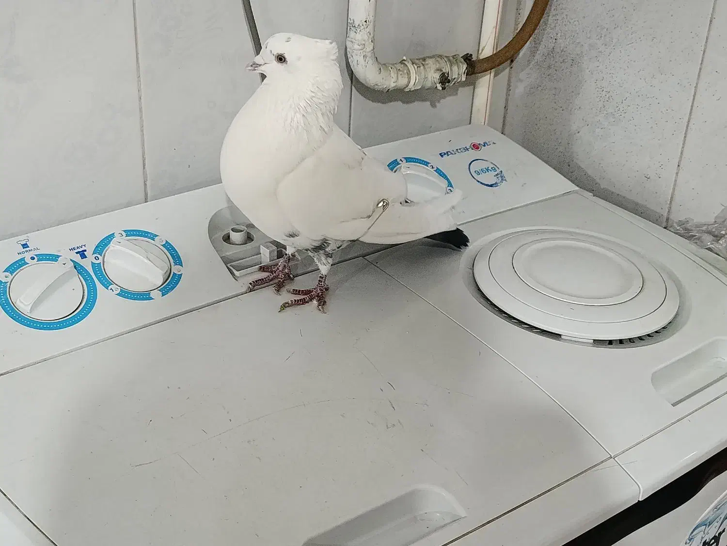 دم سیاه|پرنده|سنندج, |دیوار