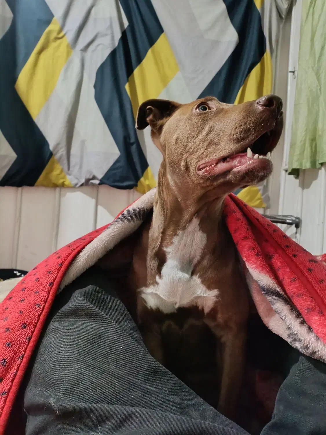 واگزاری پیت بول اصیل|سگ|تهران, جنت‌آباد شمالی|دیوار