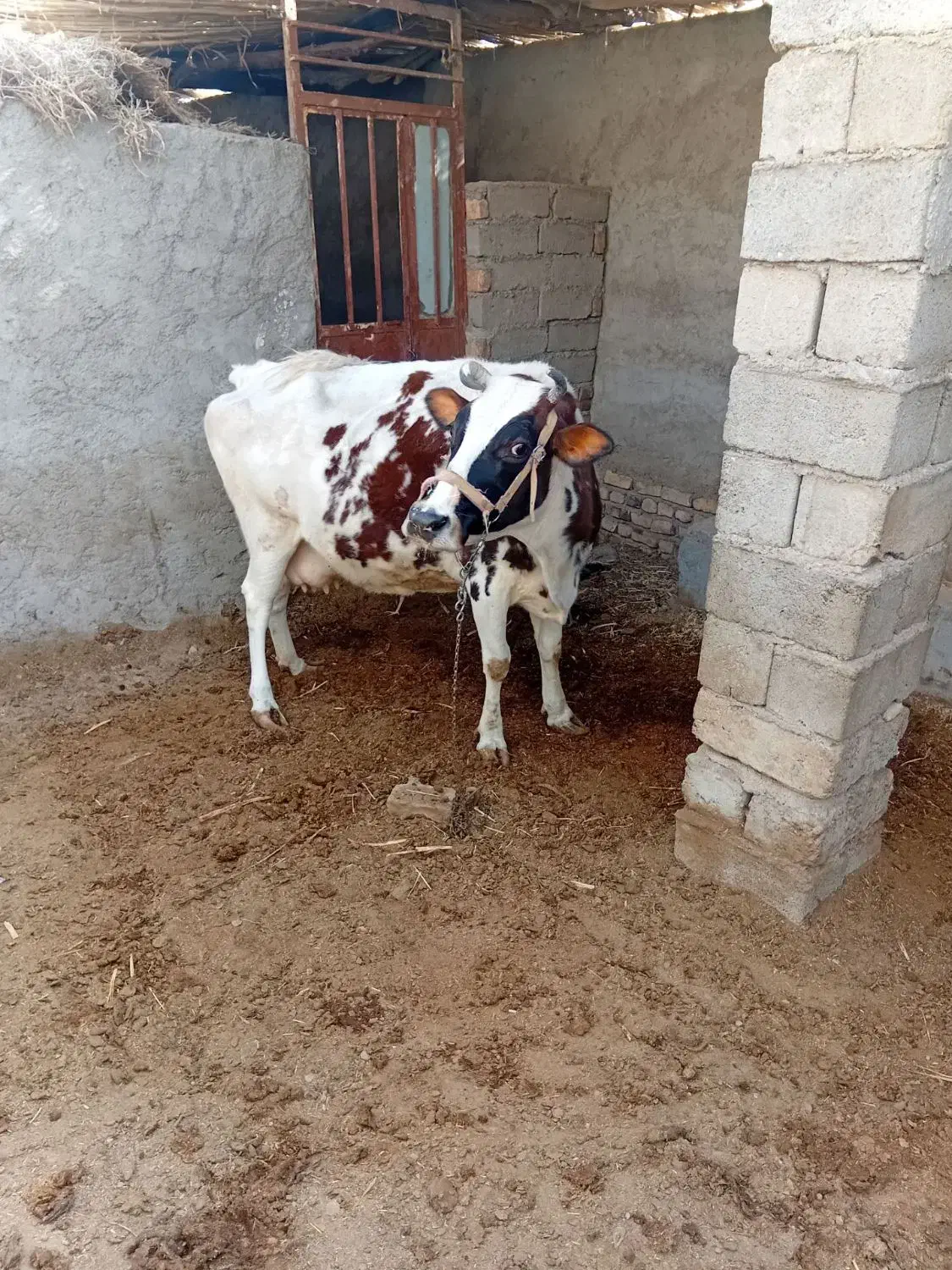 گاو شیری|حیوانات مزرعه|خمک, |دیوار