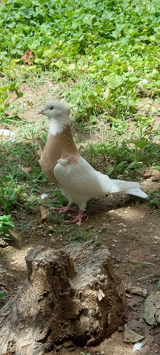 طوقی نرزرد|پرنده|هرسین, |دیوار