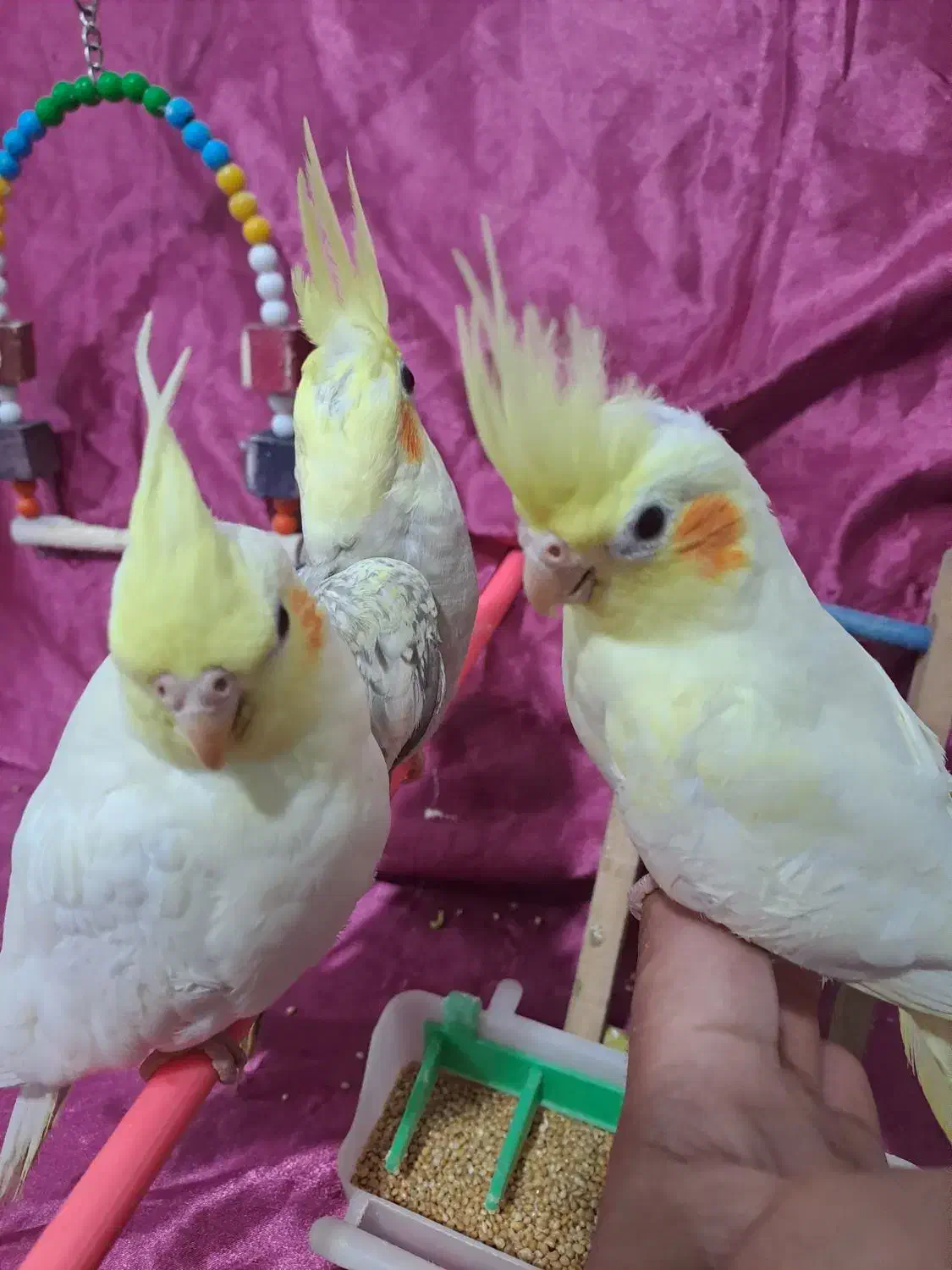 عروس هلندی سرلاکی مرغ عشق قناری طوطی کبوتر فنچ|پرنده|بجنورد, |دیوار