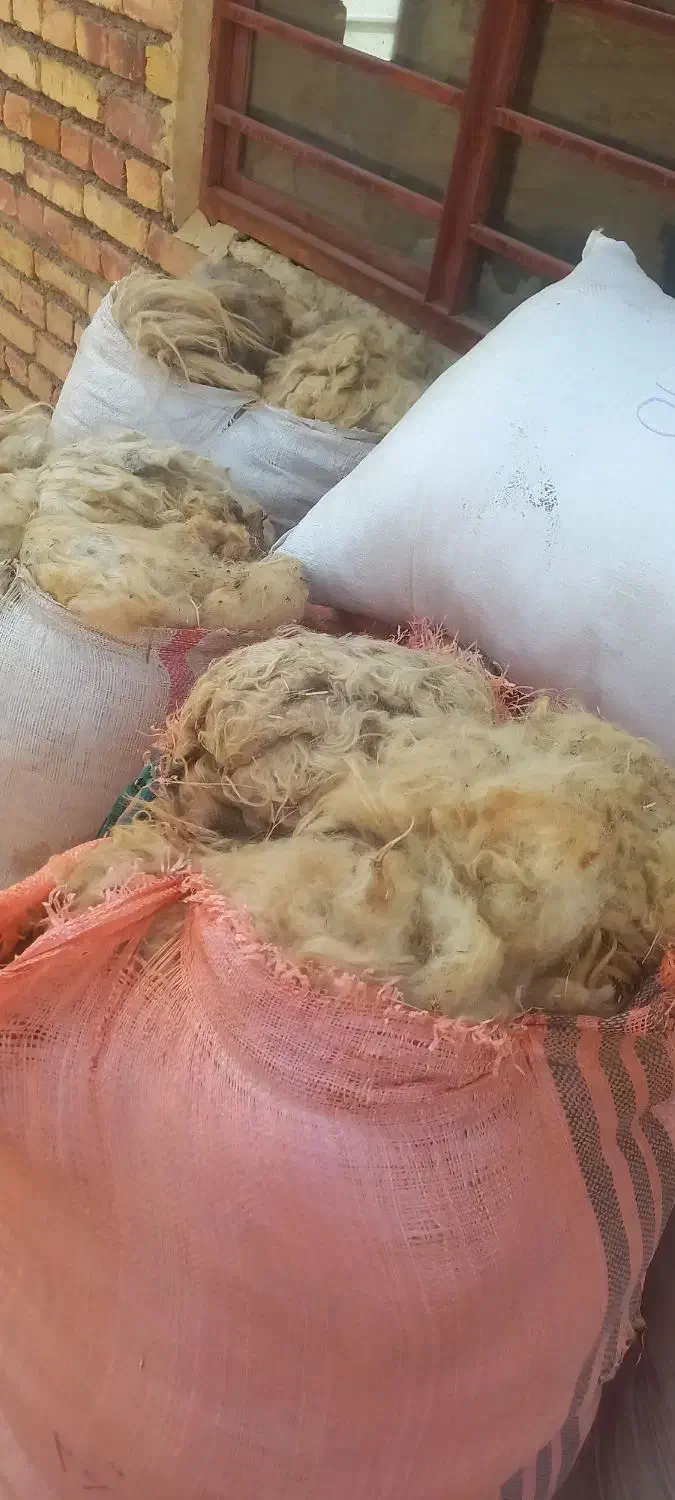 پشم گوسفند|رختخواب، بالش، پتو|ارومیه, |دیوار