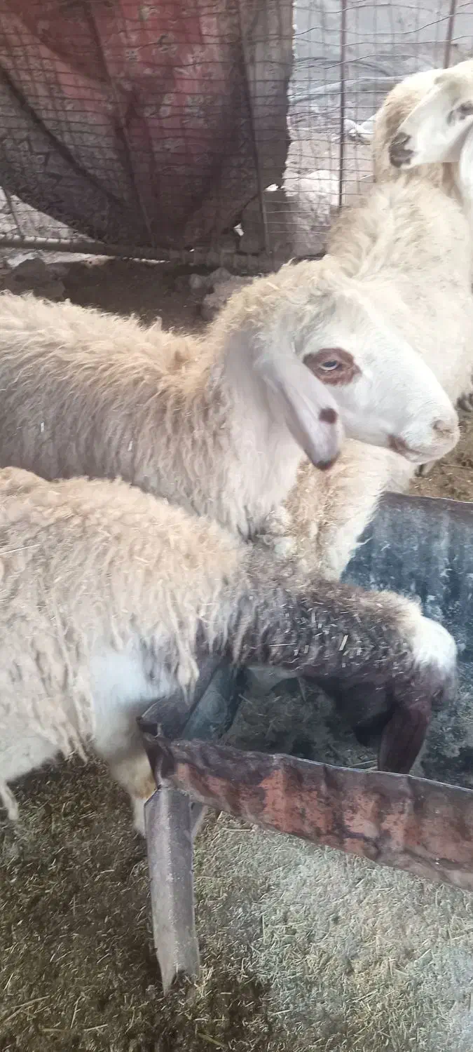 گوسفند داشتی|حیوانات مزرعه|پلدختر, |دیوار