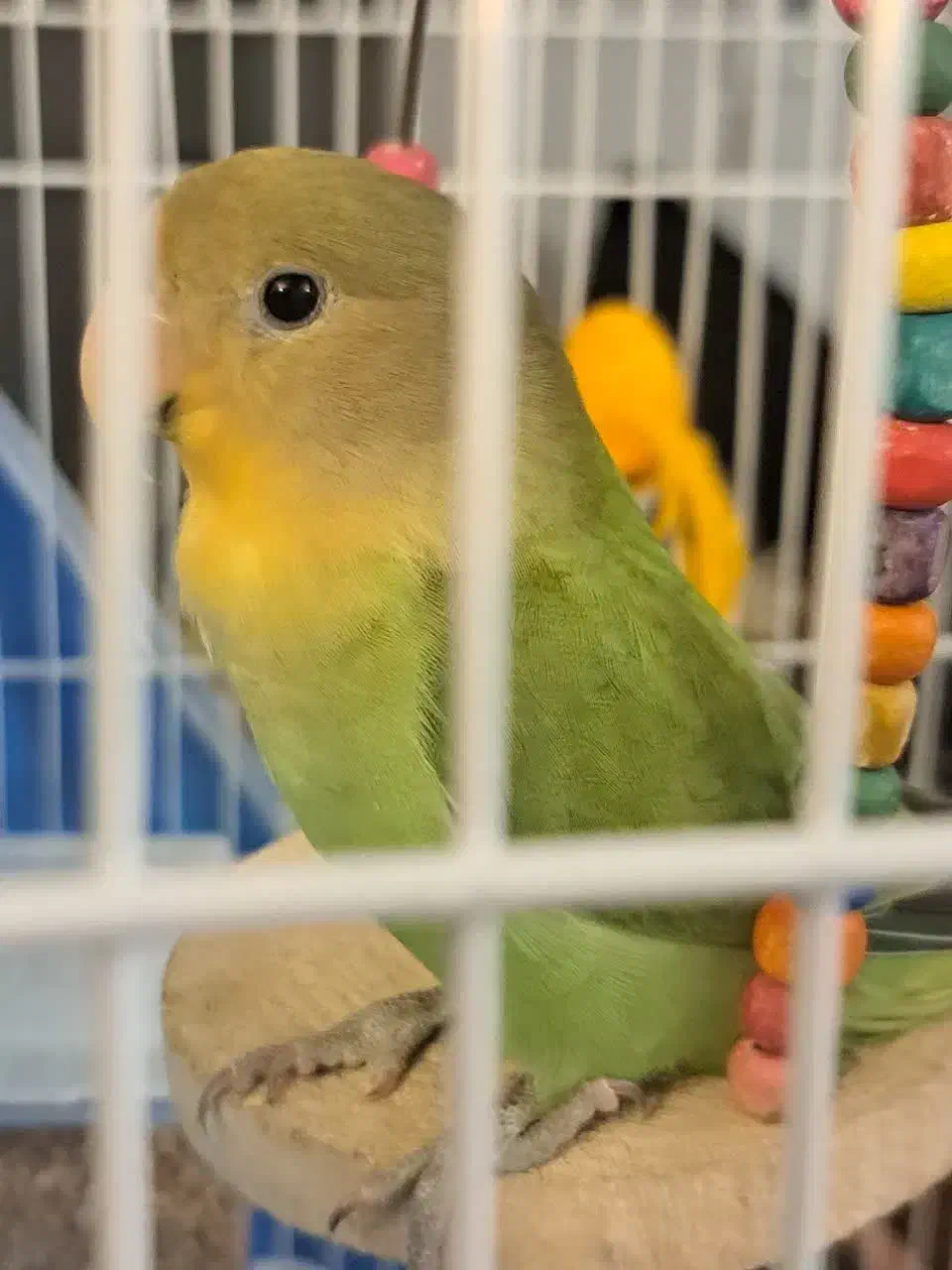 جوجه طوطی برزیلی دوماهه|پرنده|شهریار, شهرک شاهد|دیوار
