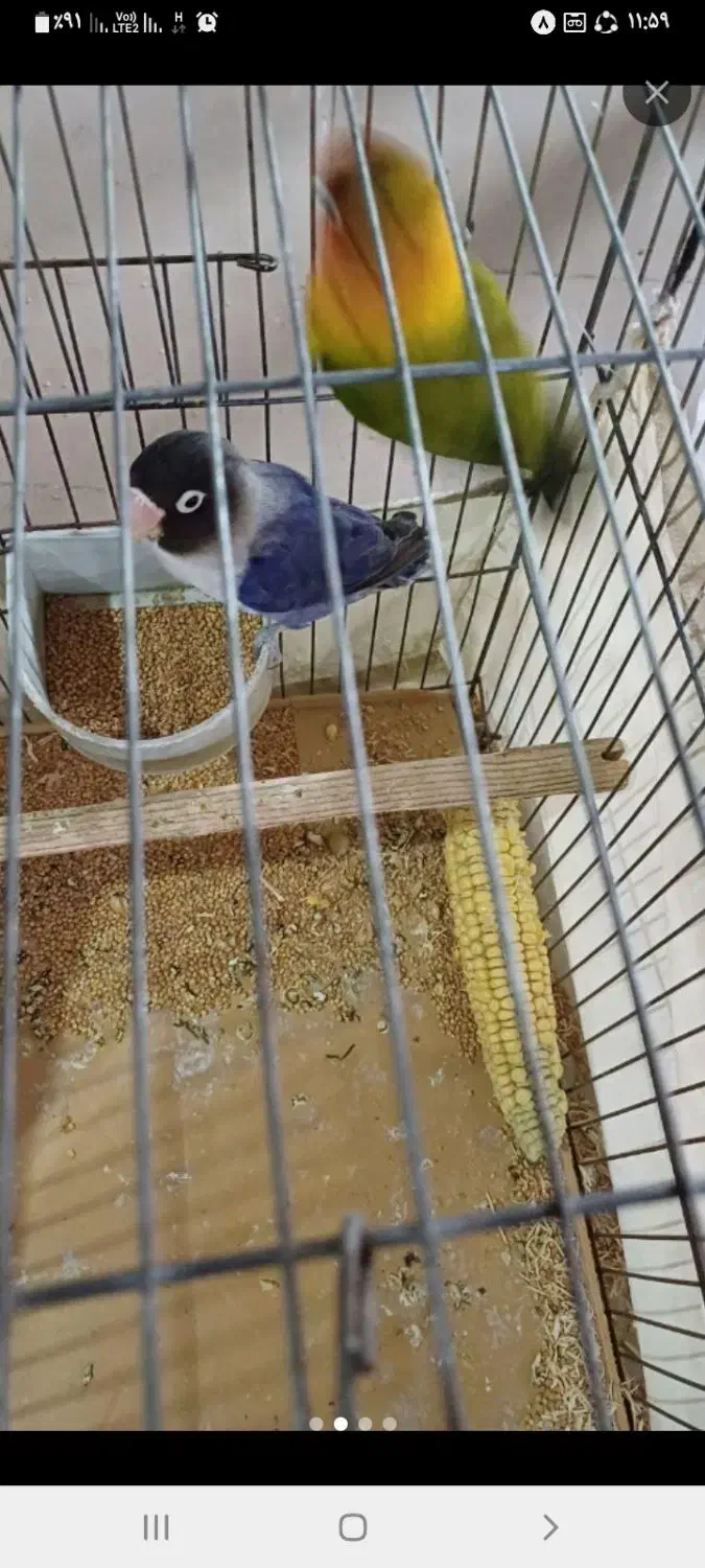 ۲جفت طوطی برزیلی روی تخم و جوجه|پرنده|اندیشه, اندیشه فاز ۱|دیوار