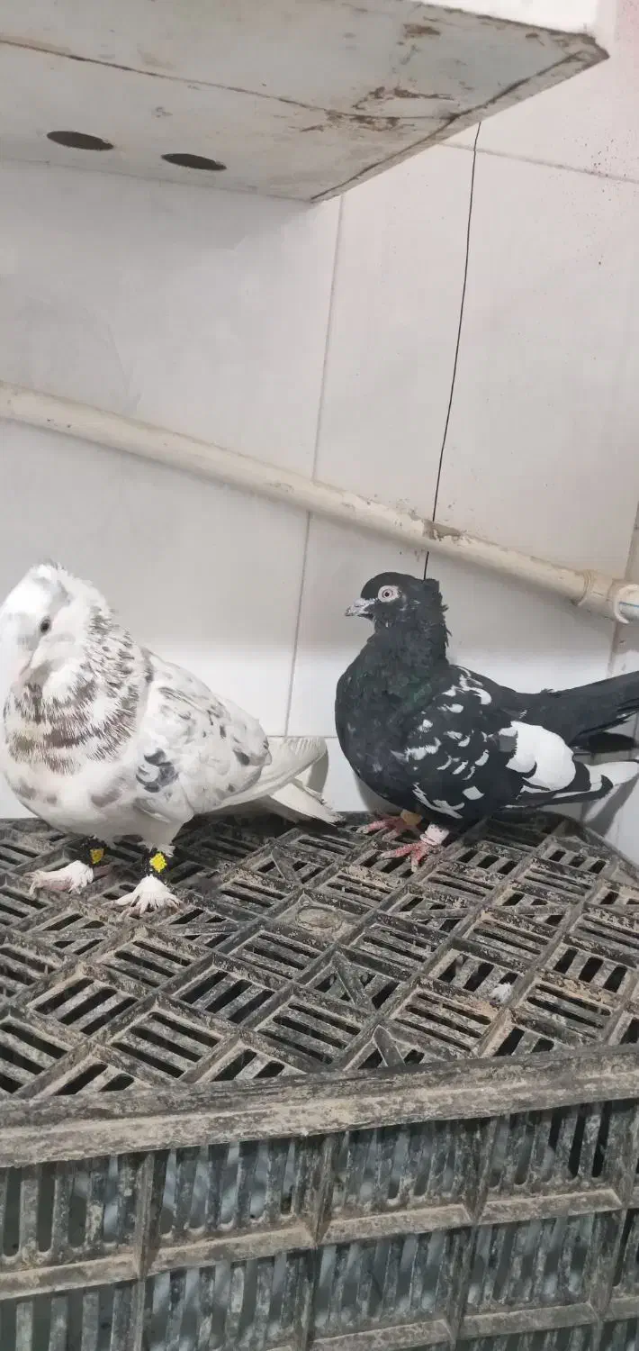 سار هفرنگ سینه سیاه|پرنده|مشهد, قائم|دیوار