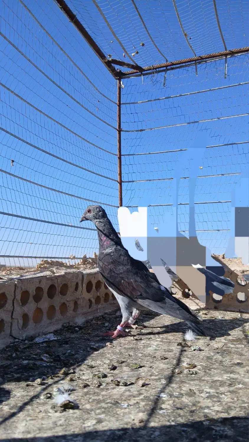 کله سیاه پرشی|پرنده|تربت جام, جامرود|دیوار