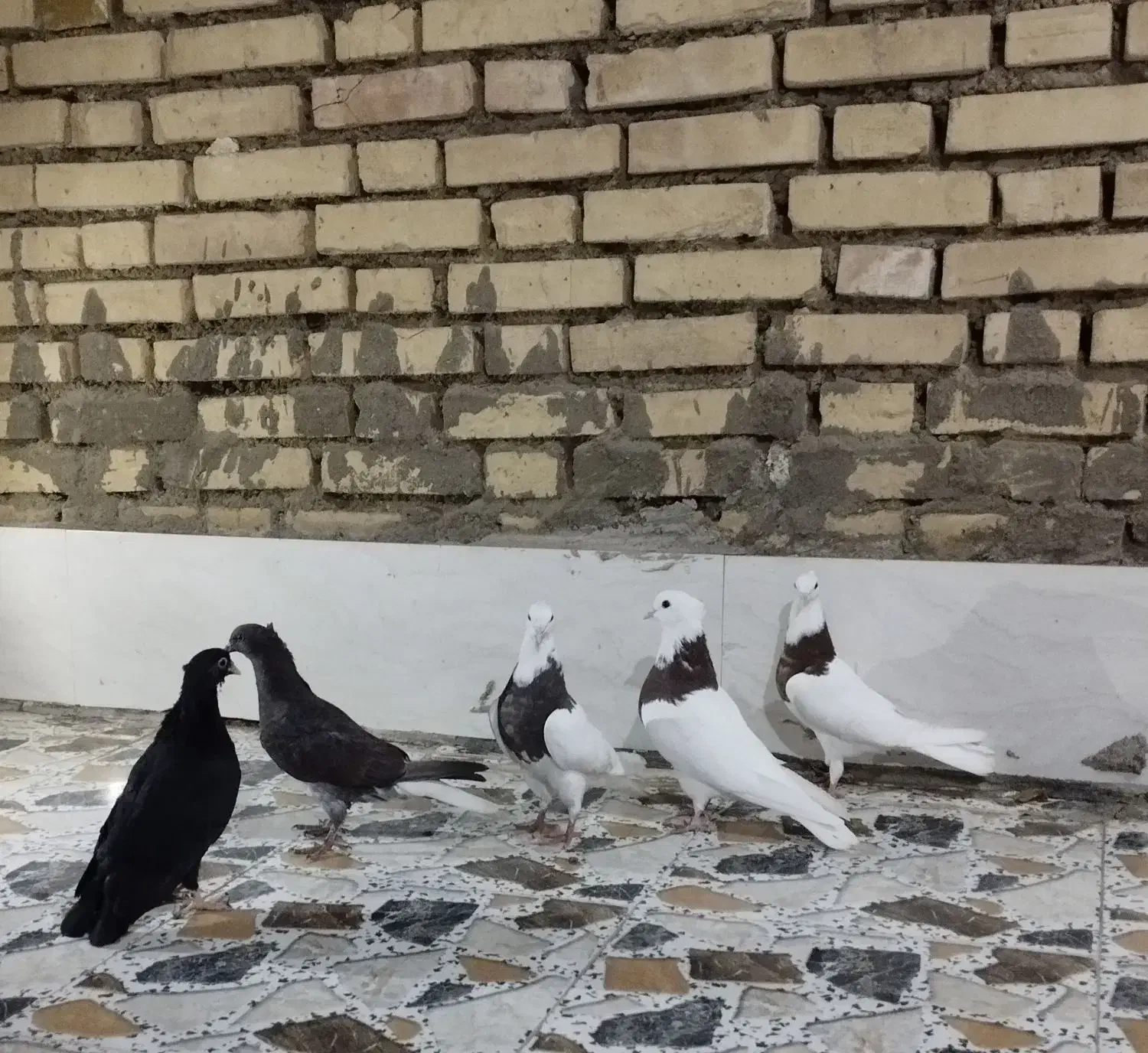 کبوتر توقی|پرنده|سوسنگرد, |دیوار