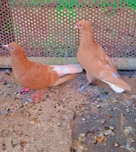 دم سفید زرد خال سیاه|پرنده|بندر ماهشهر, |دیوار