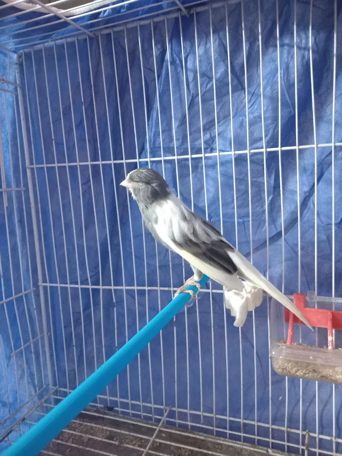 فروش یک عدد قناری نر درشت و بخون|پرنده|قائمشهر, |دیوار