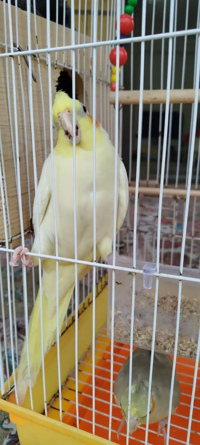 عروس. هلندی|پرنده|کوچصفهان, |دیوار