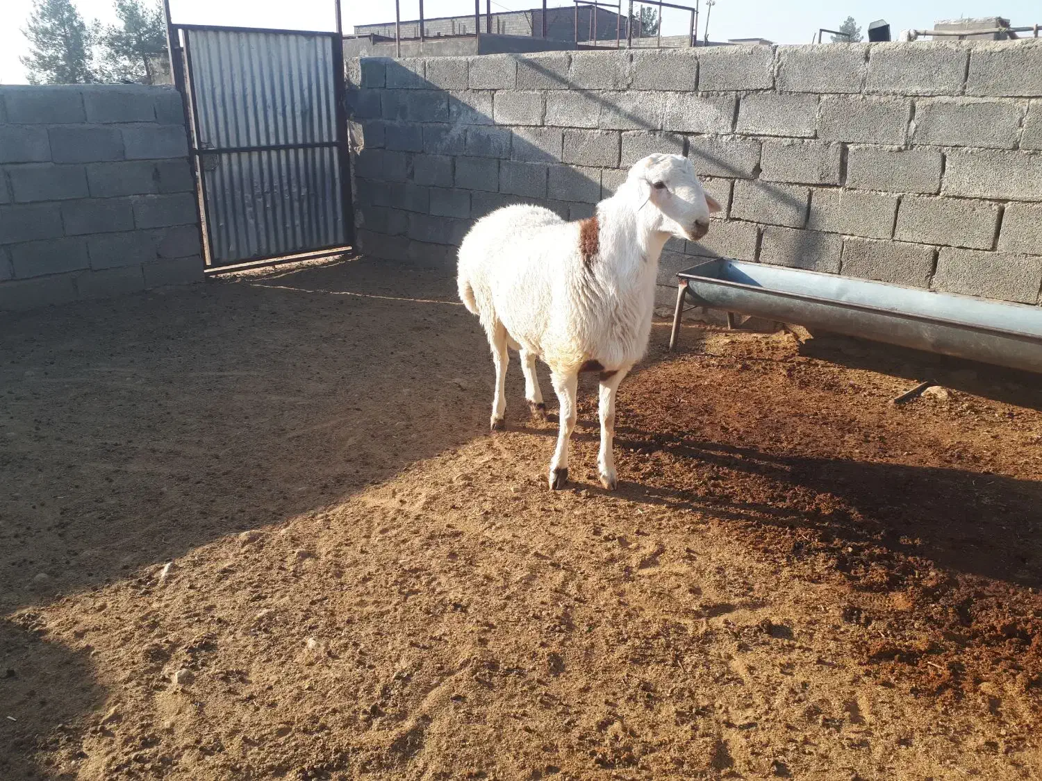 دو راس بره قوچ پلنگی و شال|حیوانات مزرعه|کوهدشت, |دیوار