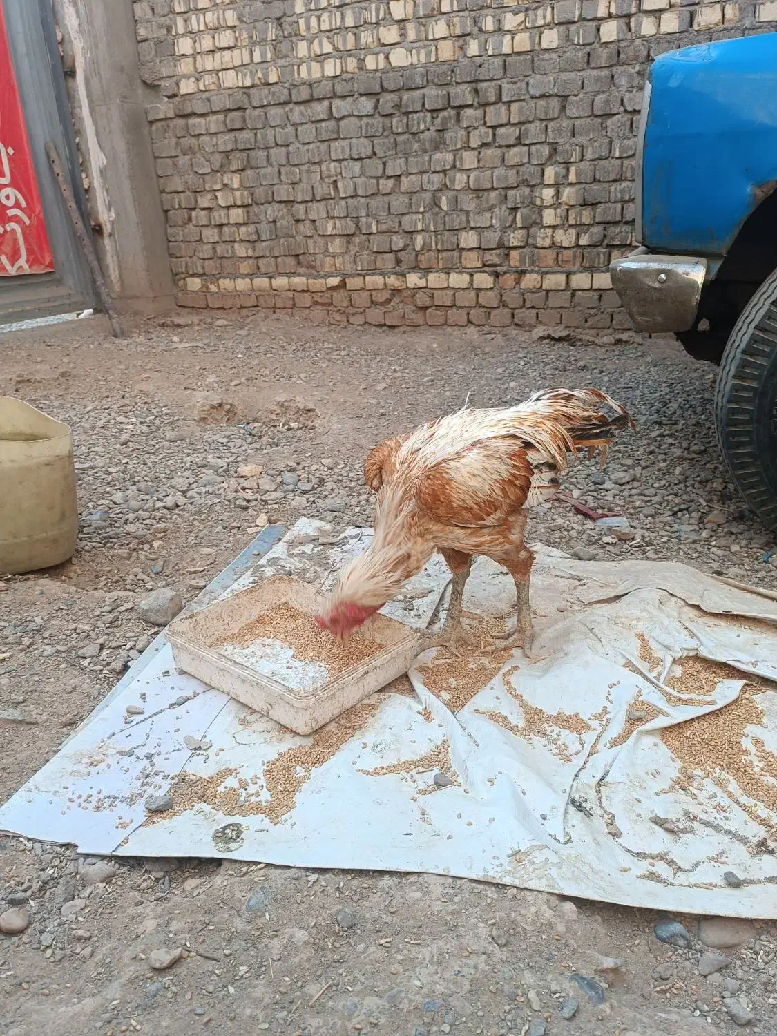 دوتا خروس لاری سه تا مرغ لاری|حیوانات مزرعه|قم, علی آباد سعدگان|دیوار