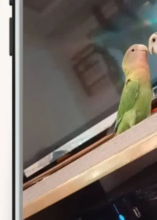 فروش یک عددکوتوله برزیلی|پرنده|صدرا-فارس, فاز ۲|دیوار