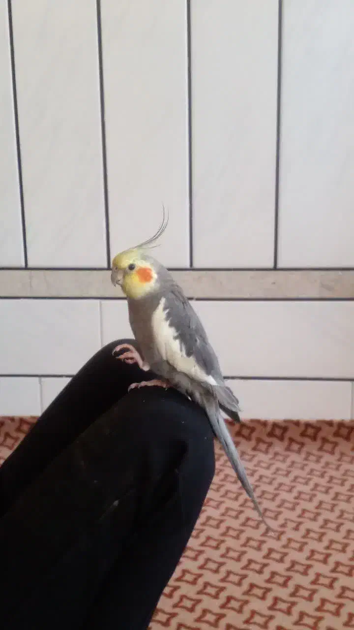 عروس هلندی دستی|پرنده|خمینیشهر, |دیوار