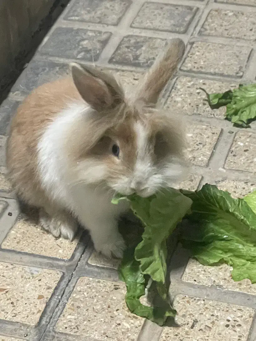 خرگوش مینی لوپ|موش و خرگوش|تهران, ائمه اطهار|دیوار