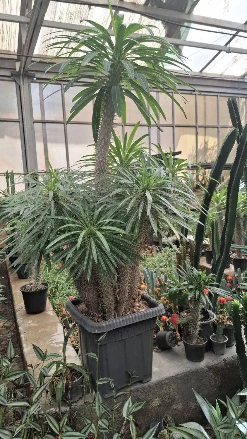 اجاره گلخانه و فروش یکجای گیاهان|اجارهٔ دفتر صنعتی، کشاورزی، تجاری|کرج, نوروزآباد|دیوار