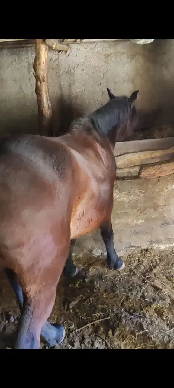 مادیون کرد 5سال|اسب و تجهیزات اسبسواری|کرج, بنیاد|دیوار