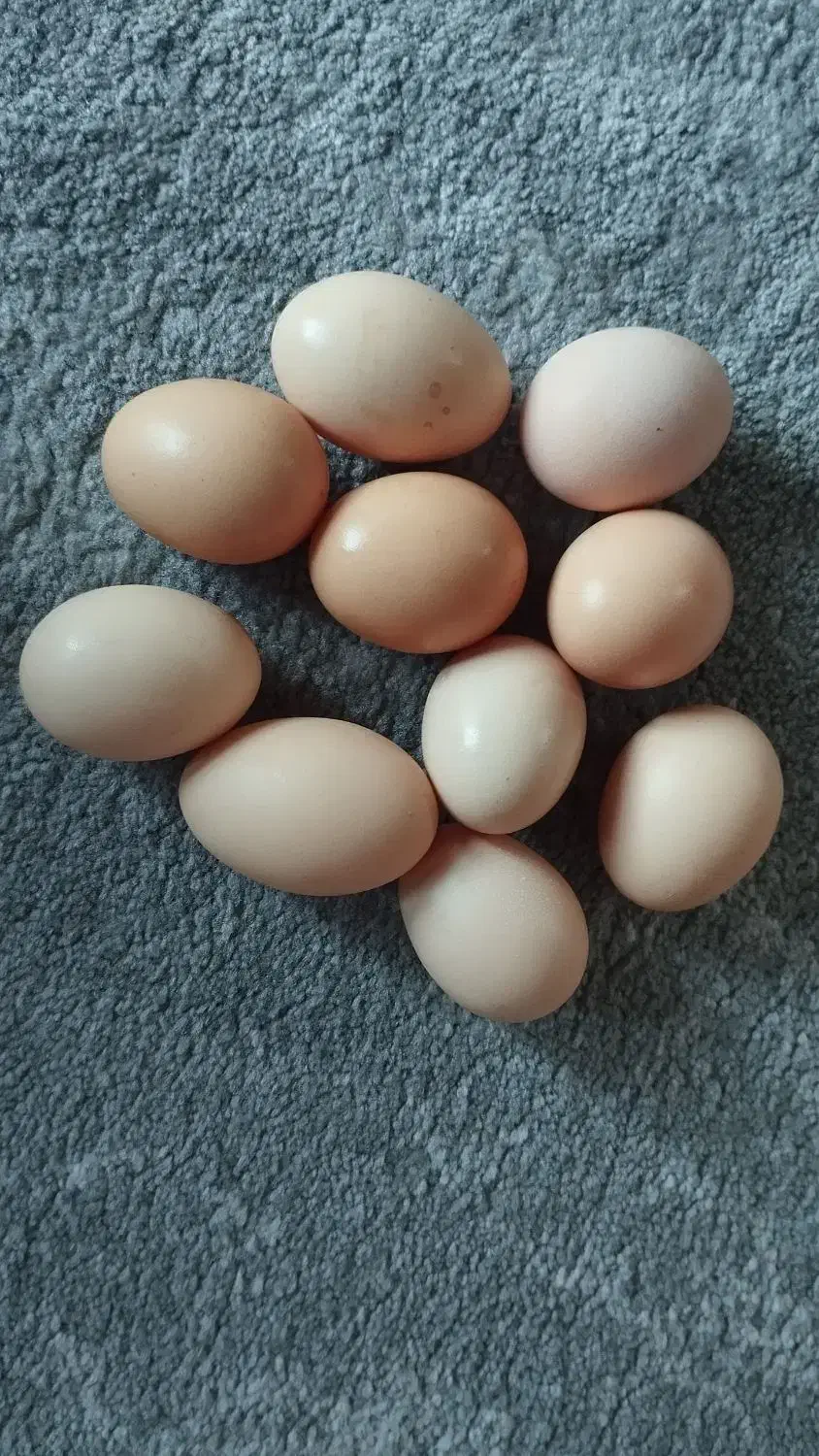 تخم مرغ لاری|حیوانات مزرعه|سردشت, |دیوار