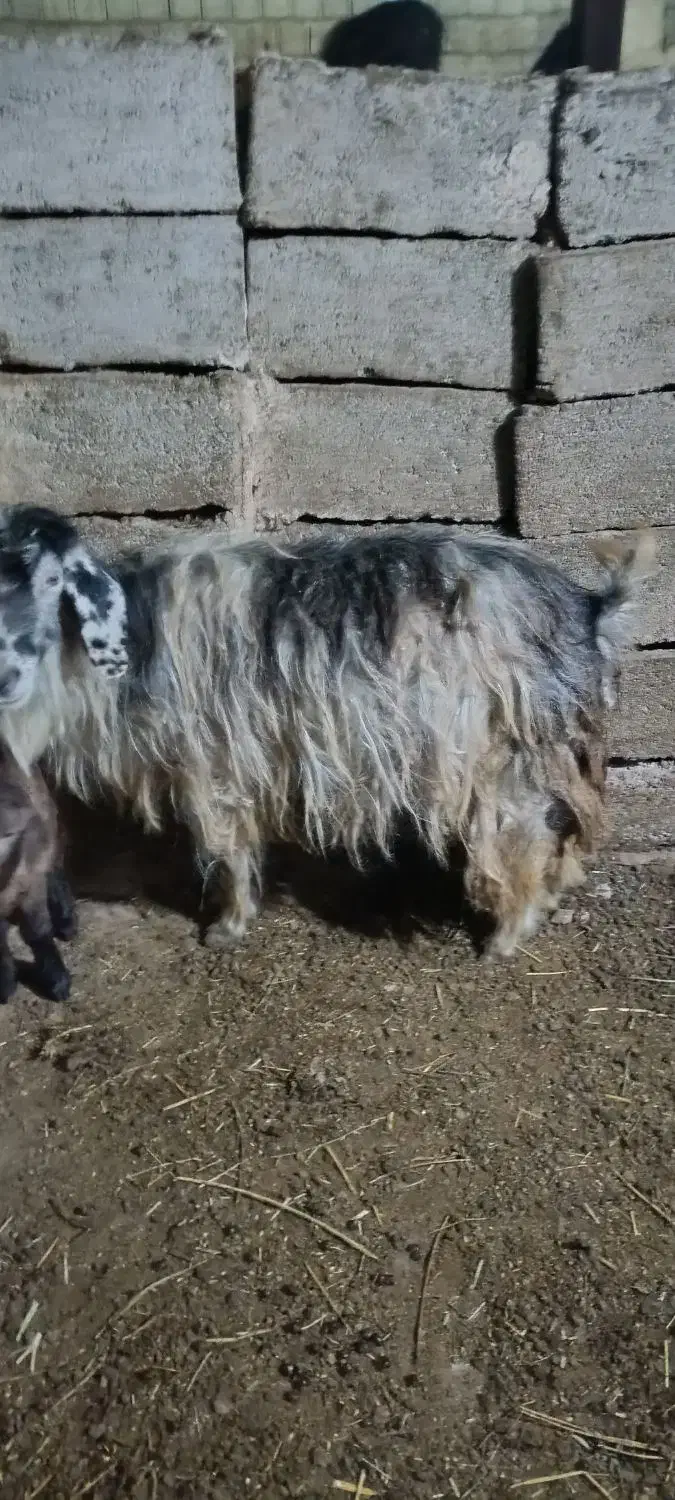 گوسفندبا بره نربفروش میرسد|حیوانات مزرعه|اهر, |دیوار